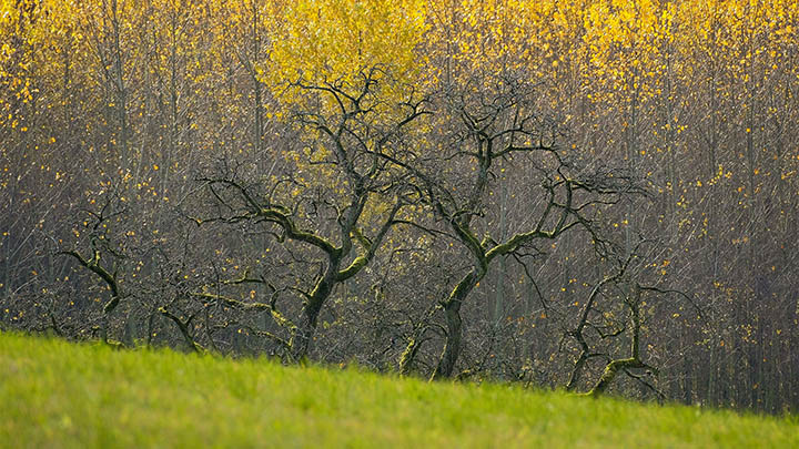 搜狗没了怎么下载输入法?全平台下载安装教程详解 搜狗没了怎么下载输入法?全平台下载安装教程详解 二
