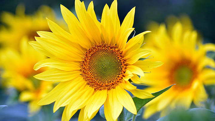 搜狗输入法手机下载：官方极速配置教程秒掌握 二