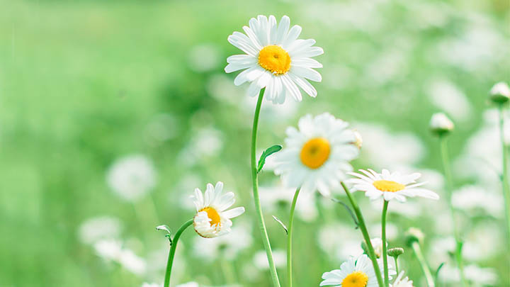 海外下载搜狗输入法总失败?三种实用技巧轻松搞定 海外下载搜狗输入法总失败?三种实用技巧轻松搞定 二