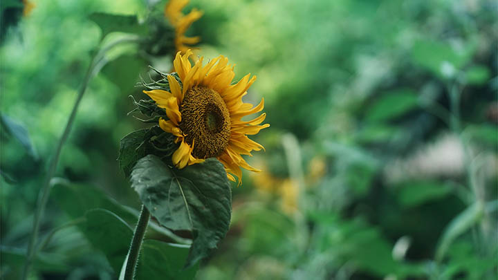 免费下载搜狗输入法?官方推荐2种实用获取方式 免费下载搜狗输入法?官方推荐2种实用获取方式 二