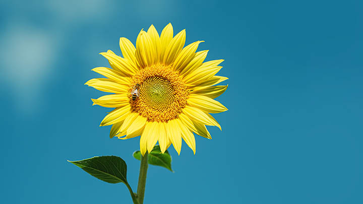 搜狗输入法HD怎么下载？3步教你轻松完成安装配置 二