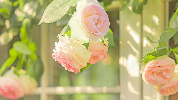 锤子手机下载搜狗输入法不成功？官方支持与优化解决方案详解 二