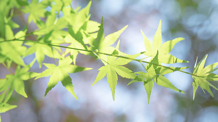 搜狗输入法词库下载：永久免费获取教程解析 二